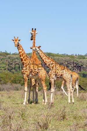 3  キリン 群れ サバンナ ケニア ストックフォト © master1305