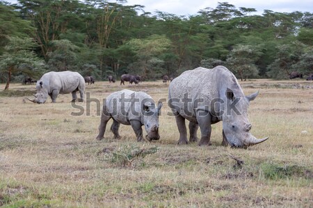 Safari yeşil seyahat portre Afrika park Stok fotoğraf © master1305