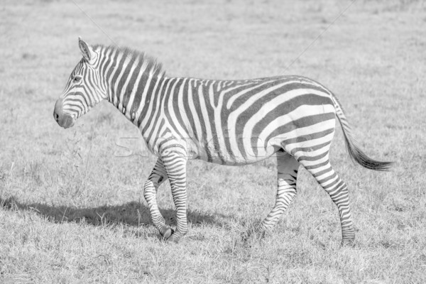 Zebra in the grasslands  Stock photo © master1305