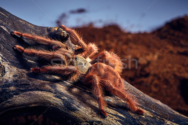 Stock photo: tarantula Tapinauchenius gigas