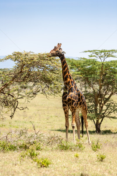 giraffe on a background of grass Stock photo © master1305