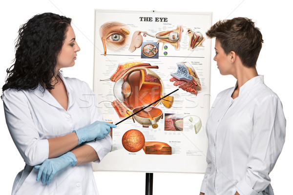 two optician or oculist women telling about structure of the eye Stock photo © master1305