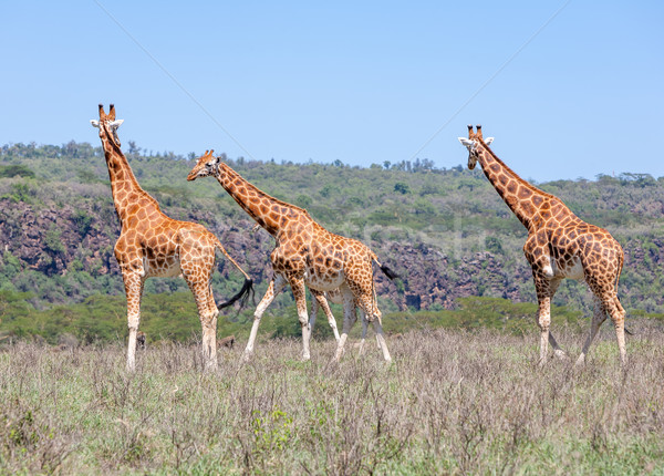 Giraffes herd in savannah Stock photo © master1305