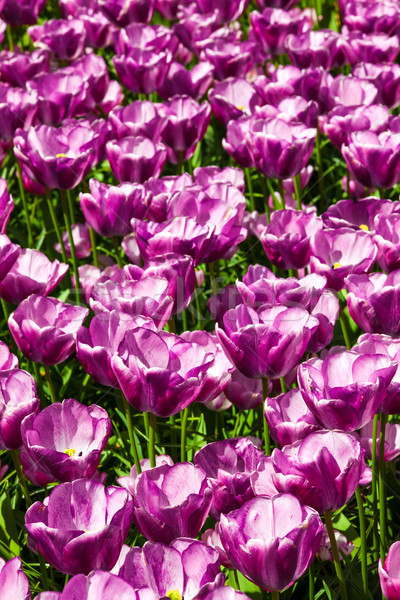 Foto stock: Tulipa · campo · jardins · jardim · de · flores · flor · primavera