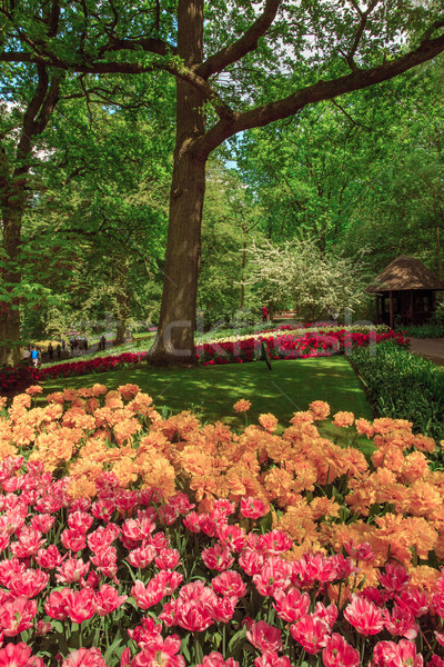 Tulipán campo jardines flor jardín fondo Foto stock © master1305