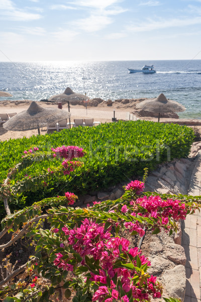 Beach at the luxury hotel, Sharm el Sheikh, Egypt Stock photo © master1305