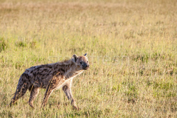 Hyena wandering the plains of Kenya Stock photo © master1305