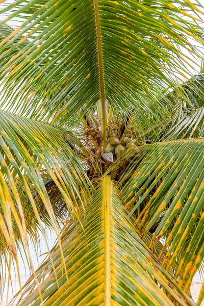 Stockfoto: Zoete · kokosnoot · boom · groene · kokosnoten · voedsel