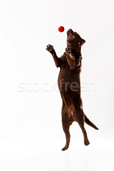 Rosolare labrador retriever bianco giocare studio palla Foto d'archivio © master1305