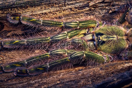 Tarantula maro copac web tropical Imagine de stoc © master1305