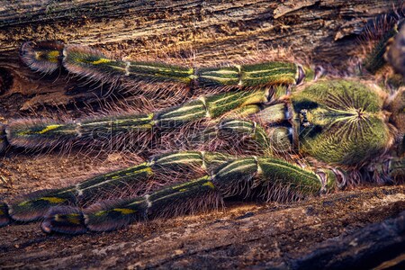 Tarântula marrom árvore teia tropical Foto stock © master1305