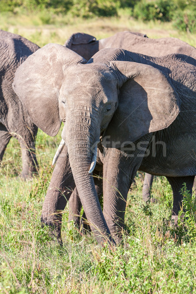 Elefant mers savana elefant african călători grup Imagine de stoc © master1305