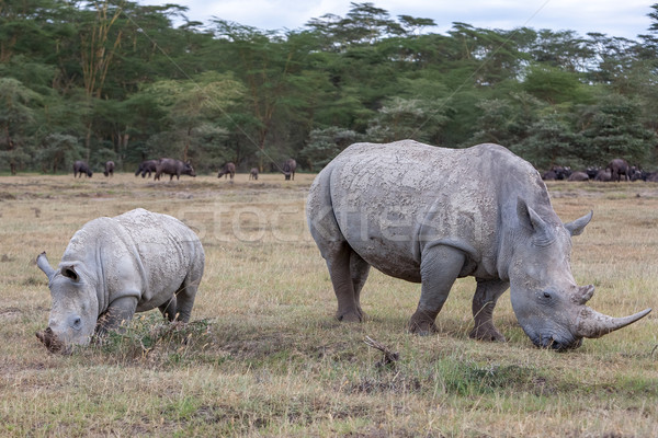 Stock fotó: Szafari · zöld · utazás · portré · Afrika · park