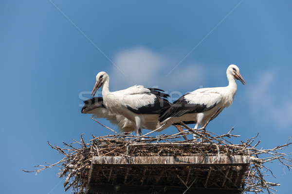 White storks in the nest Stock photo © master1305