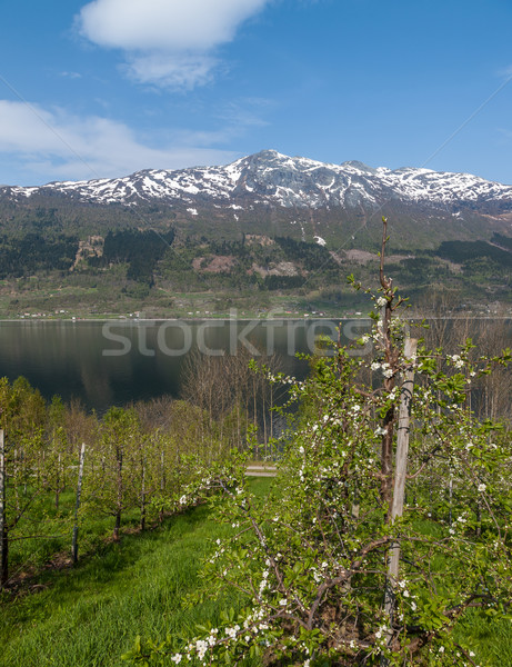 Stock photo: Landscape with mountains. Norwegian fjords