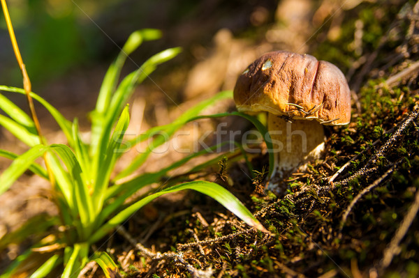 Fall mushroom in the forest on grass  Stock photo © master1305
