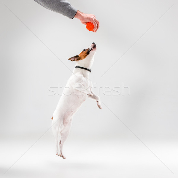 Küçük jack russell terrier beyaz oynama köpek eğlence Stok fotoğraf © master1305