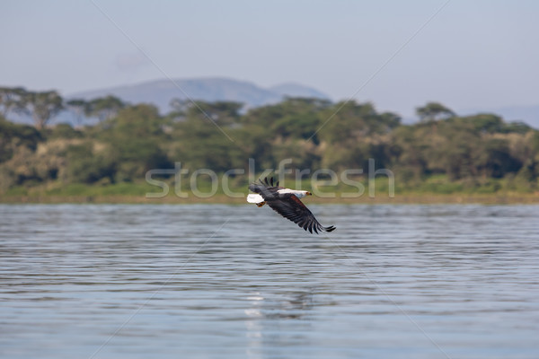 hawk flying over the water  Stock photo © master1305