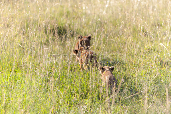 Aslan Kenya yeşil ot bebek yüz Stok fotoğraf © master1305