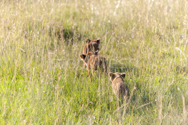 [[stock_photo]]: Lion · Kenya · herbe · verte · bébé · visage