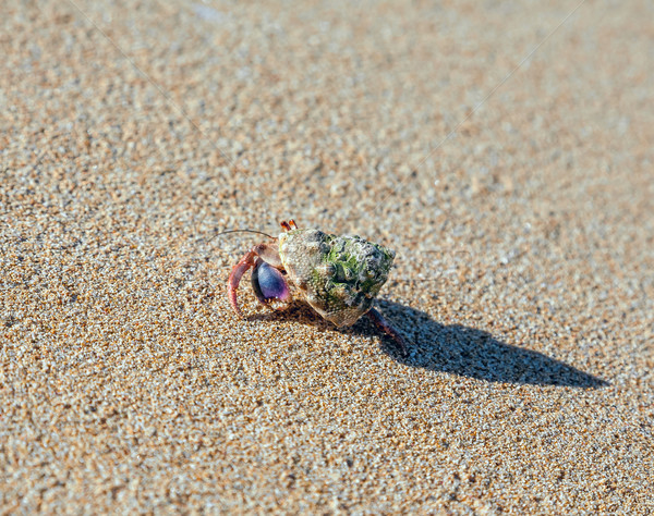 Foto d'archivio: Granchio · spiaggia · spiaggia · di · sabbia · occhi · mare · Ocean