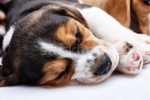 Beagle Puppy, lying in front of white background Stock photo © master1305