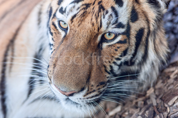 Tigre cabeça retrato olhos selva Foto stock © master1305