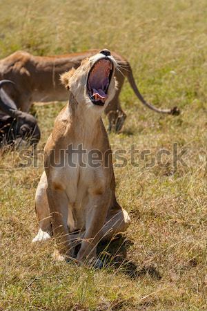 Lions Feeding Stock photo © master1305