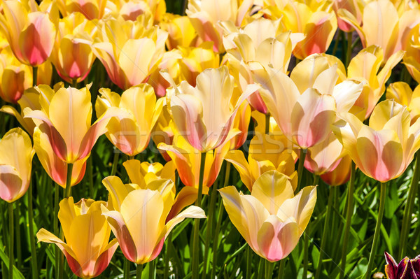 Foto stock: Tulipa · campo · jardins · colorido · tulipas