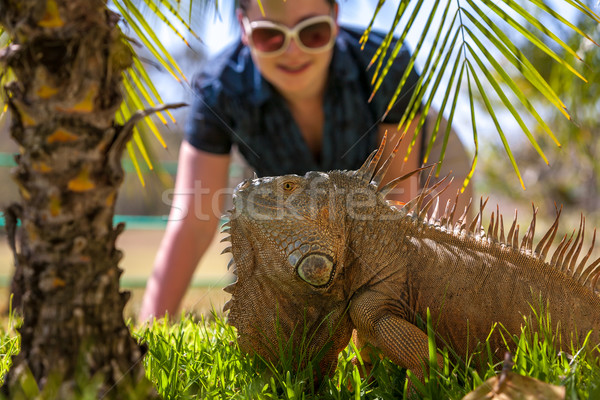 portrait of tropical iguana Stock photo © master1305