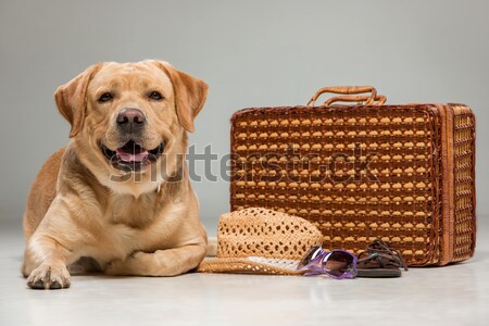 Stock photo: Beautiful labrador with the suitcase