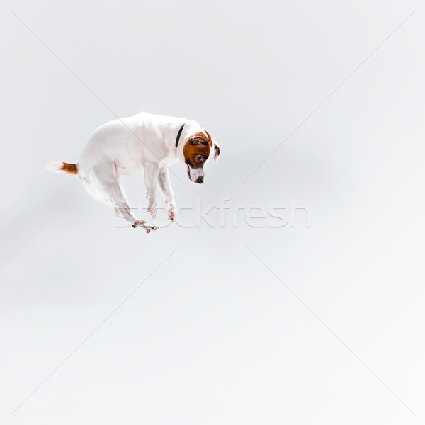 Foto stock: Pequeño · jack · russell · terrier · blanco · jugando · perro · diversión