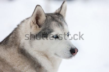 ストックフォト: ハスキー · 犬 · 白 · 雪 · 顔 · 自然