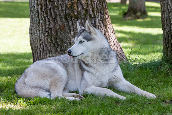 Ritratto husky erba verde erba felice bellezza Foto d'archivio © master1305