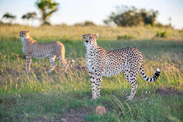 Ghepard portret savana iarbă pisică Imagine de stoc © master1305