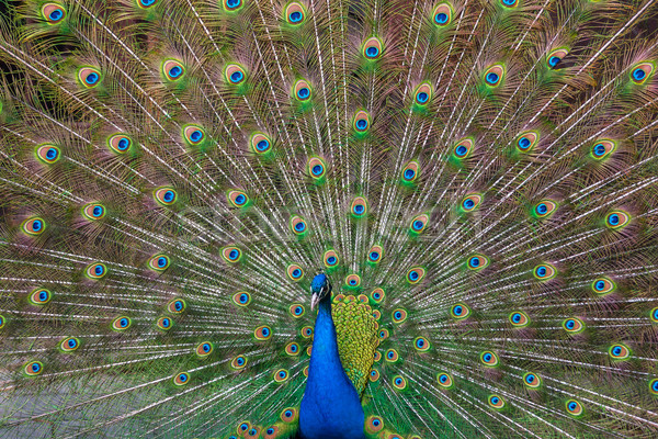 Peacock with multicolored feathers Stock photo © master1305
