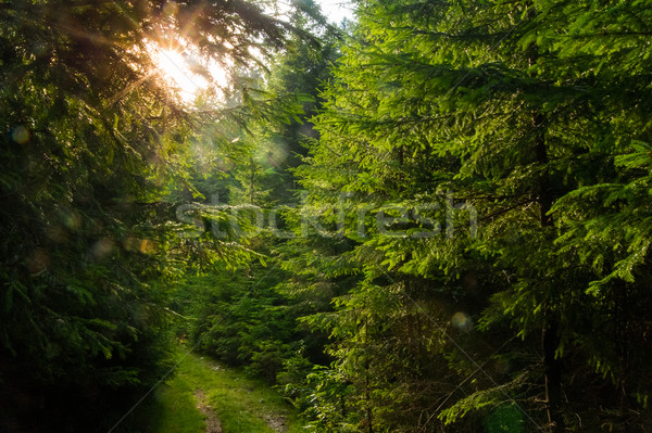 Gyönyörű fenyőfa fák hegyek zöld Ukrajna Stock fotó © master1305