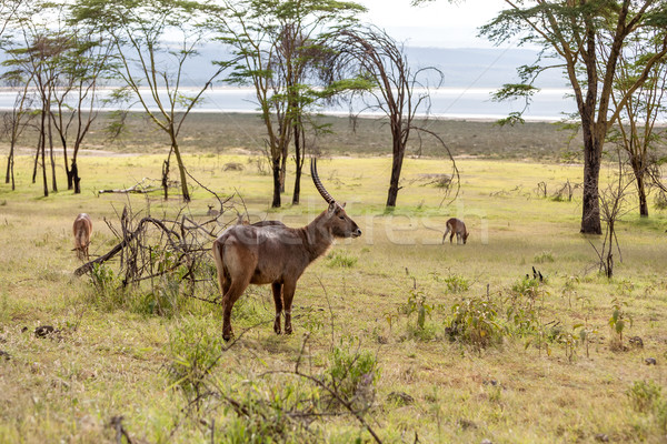 antelope on a background of green grass Stock photo © master1305