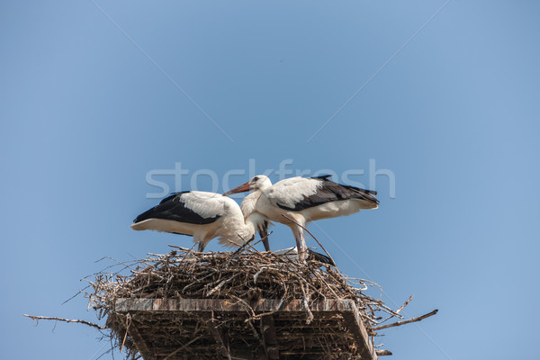 White storks in the nest Stock photo © master1305