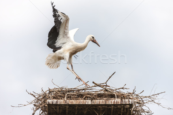 White stork in the nest Stock photo © master1305