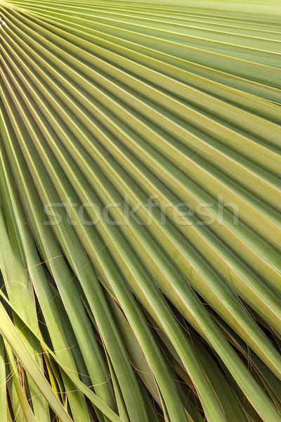 Vert feuille de palmier texture printemps lumière design [[stock_photo]] © master1305