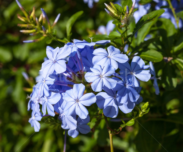 Blau Blumen Montenegro grünen Hügeln Stock foto © master1305