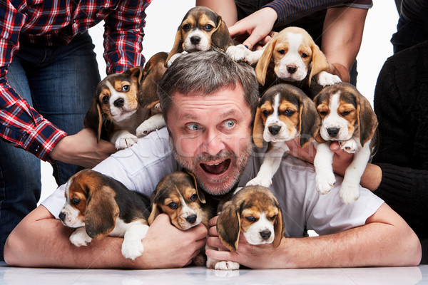 The man and big group of a beagle puppies Stock photo © master1305