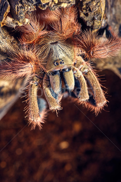 Tarantula maro sol web tropical Imagine de stoc © master1305