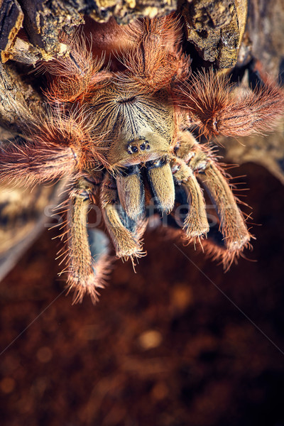 tarantula Tapinauchenius gigas Stock photo © master1305