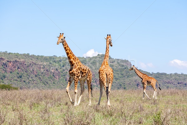 Three Giraffes herd in savannah Stock photo © master1305