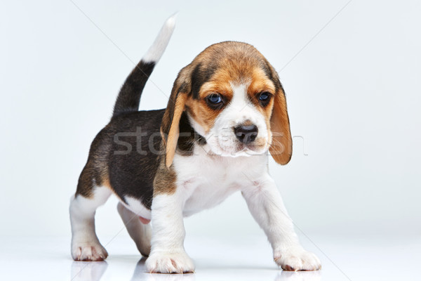Beagle cachorro blanco pie jóvenes estudio Foto stock © master1305