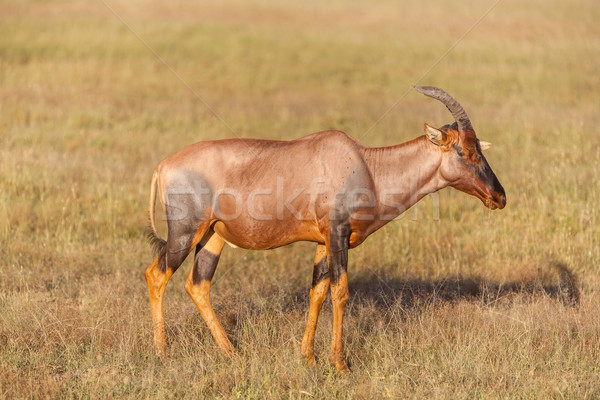 antelope on a background of green grass Stock photo © master1305