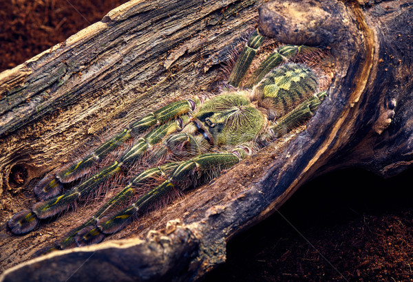 Stock photo: tarantula Poecilotheria rufilata