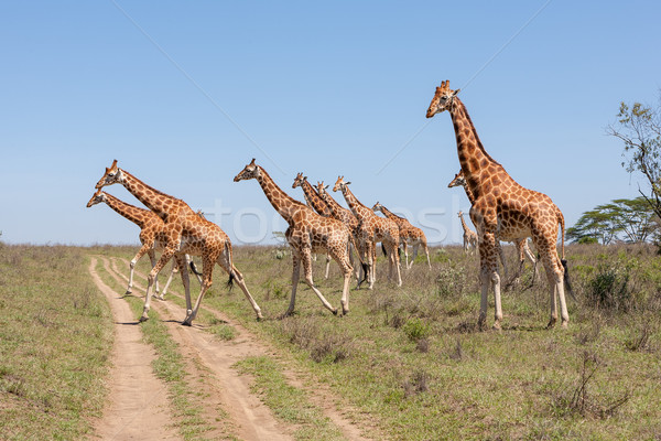Giraffes herd in savannah Stock photo © master1305